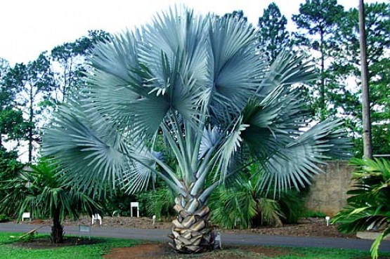 bismark palm 3